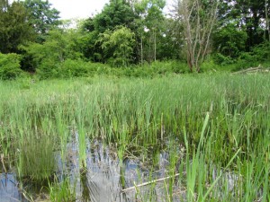 The Pond at the Ecology Centre