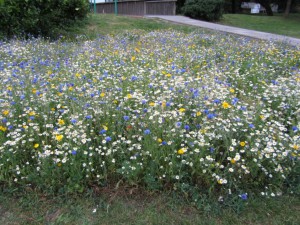 Wild flower bed near Westcroft Centre with daisies, poppies and cornflowers etc.