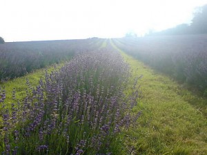 Carshalton Lavender