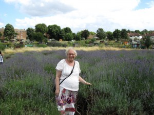 lavender jill