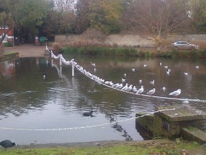 on Carshalton Pond....