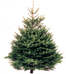 Christmas_tree_large