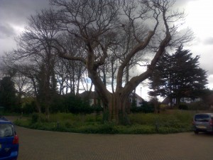 A magnificent tree in Ashcombe Court grounds, The Park, Carshalton