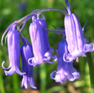 Native Bluebells