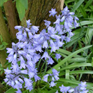 Spanish Bluebell